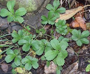 Sulphur Cinquefoil