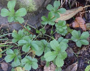 Sulphur Cinquefoil