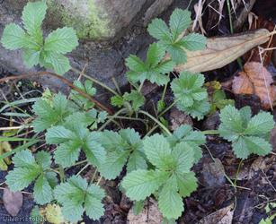 Sulphur Cinquefoil