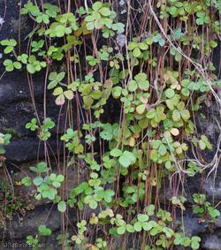 Barren Strawberry