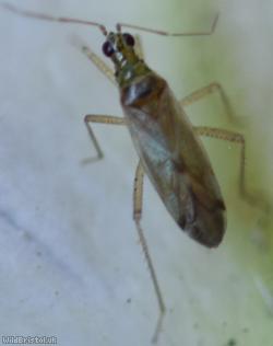 Dicyphus pallicornis