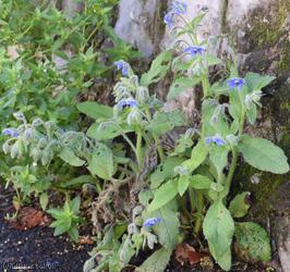 Borage