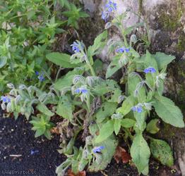 Borage