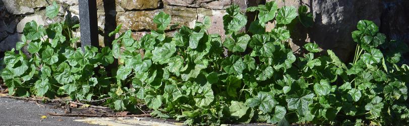 Common Mallow