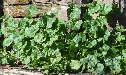 Common Mallow