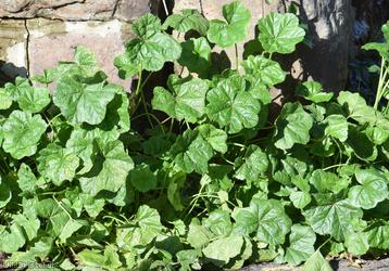 Common Mallow