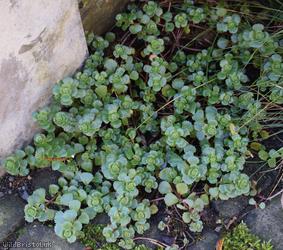 Caucasian-stonecrop