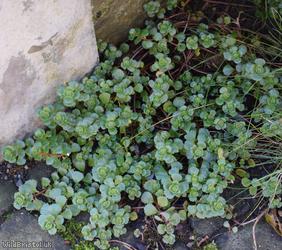 Caucasian-stonecrop