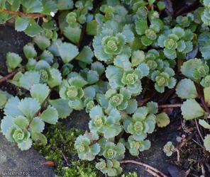 Caucasian-stonecrop