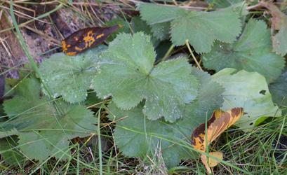 Garden Lady's-mantle