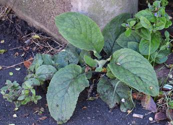 Green Alkanet