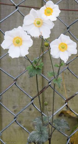 Japanese Anemone