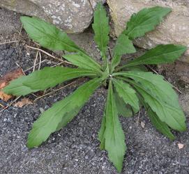 Guernsey Fleabane