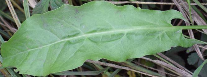 Common Sorrel