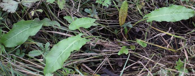 Common Sorrel