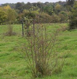 Short-styled Field-rose