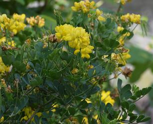 Shrubby Scorpion-vetch
