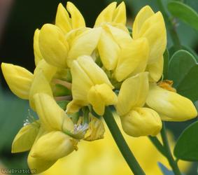 Shrubby Scorpion-vetch