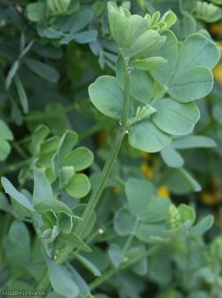 Shrubby Scorpion-vetch
