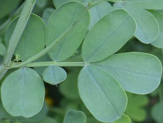 Shrubby Scorpion-vetch