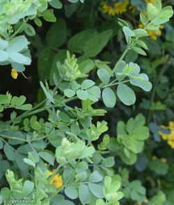 Shrubby Scorpion-vetch