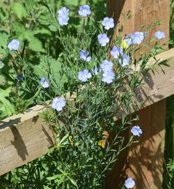 Flax
