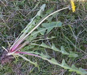 Brilliant-stalked Dandelion