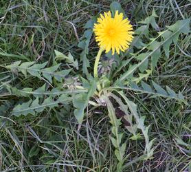 Acute-leaved Dandelion