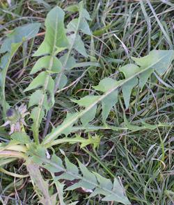 Acute-leaved Dandelion