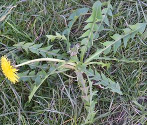 Acute-leaved Dandelion