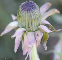 Acute-leaved Dandelion