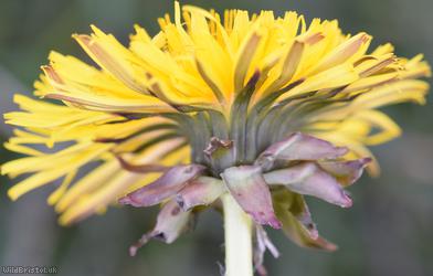 Acute-leaved Dandelion