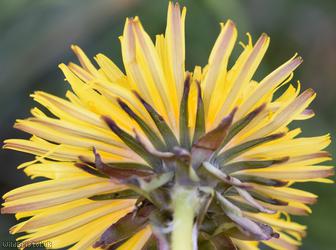 Acute-leaved Dandelion