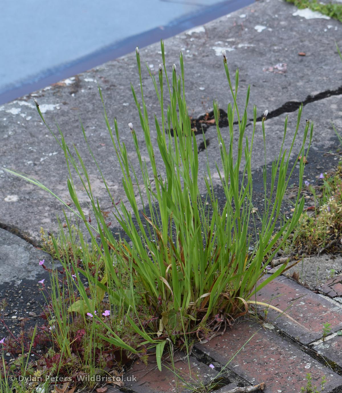 *Sisyrinchium laxum* (Veined Yellow-eyed-grass)
