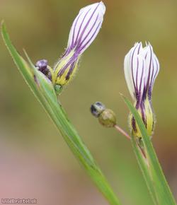 Veined Yellow-eyed-grass