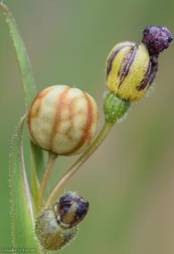 Veined Yellow-eyed-grass
