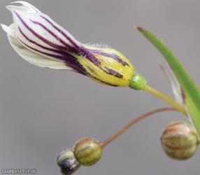 Veined Yellow-eyed-grass