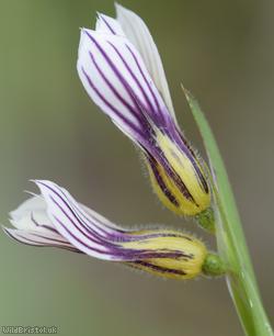 Veined Yellow-eyed-grass