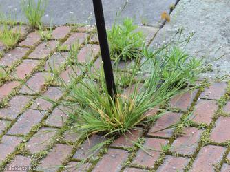 Veined Yellow-eyed-grass