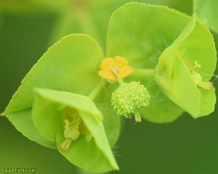 Upright Spurge