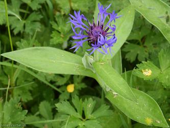 Perennial Cornflower