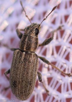 Pea-leaf Weevil