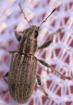 Pea-leaf Weevil