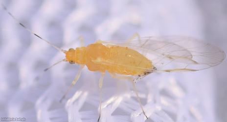image for Common Oak Aphid