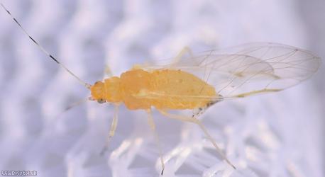 Common Oak Aphid
