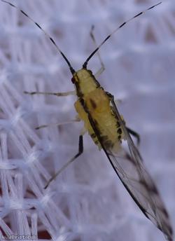 image for Lime Aphid