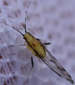 Lime Aphid