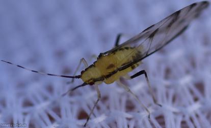 Lime Aphid