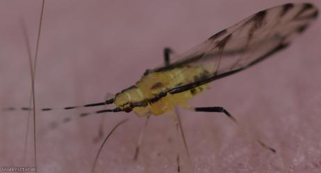 Lime Aphid