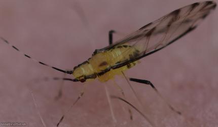 Lime Aphid